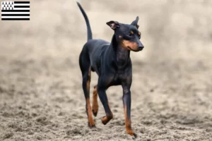 Lire la suite à propos de l’article Éleveurs de English Toy Terrier et chiots en Bretagne