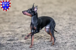 Lire la suite à propos de l’article Éleveurs de English Toy Terrier et chiots en Centre-Val de Loire