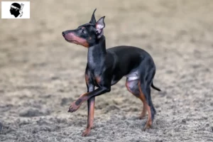 Lire la suite à propos de l’article Éleveurs de English Toy Terrier et chiots en Corse