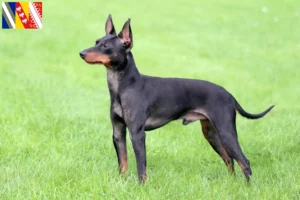 Lire la suite à propos de l’article Éleveurs de English Toy Terrier et chiots en Grand Est