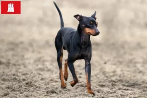 Lire la suite à propos de l’article Éleveurs de English Toy Terrier et chiots à Hambourg