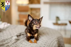 Lire la suite à propos de l’article Éleveurs de English Toy Terrier et chiots en Hauts-de-France