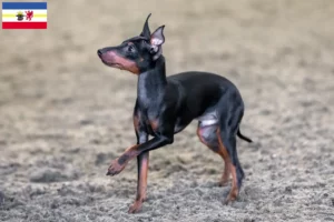 Lire la suite à propos de l’article Éleveurs de English Toy Terrier et chiots dans le Mecklembourg-Poméranie occidentale