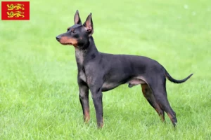 Lire la suite à propos de l’article Éleveurs de English Toy Terrier et chiots en Normandie