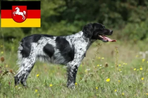 Lire la suite à propos de l’article Éleveurs d’Epagneul Breton et chiots en Basse-Saxe