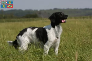 Lire la suite à propos de l’article Éleveurs d’Epagneul Breton et chiots en Bourgogne-Franche-Comté