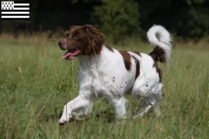 Lire la suite à propos de l’article Éleveurs d’Epagneul Breton et chiots en Bretagne