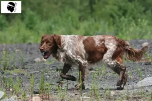 Lire la suite à propos de l’article Éleveurs d’Epagneul Breton et chiots en Corse