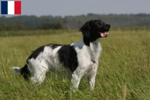 Lire la suite à propos de l’article Éleveurs d’Epagneul Breton et chiots en Guadeloupe