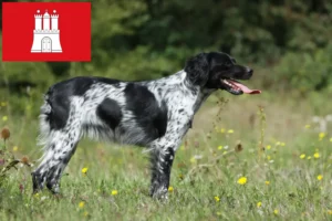 Lire la suite à propos de l’article Éleveurs d’Epagneul Breton et chiots à Hambourg