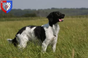 Lire la suite à propos de l’article Éleveurs d’Epagneul Breton et chiots en Pays de la Loire