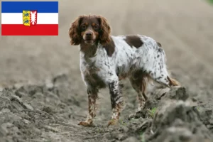 Lire la suite à propos de l’article Éleveurs d’Epagneul Breton et chiots dans le Schleswig-Holstein