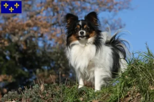 Lire la suite à propos de l’article Éleveurs d’épagneuls nains continentaux et chiots en Île-de-France