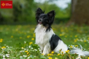 Lire la suite à propos de l’article Éleveurs d’épagneuls nains continentaux et chiots en Occitanie