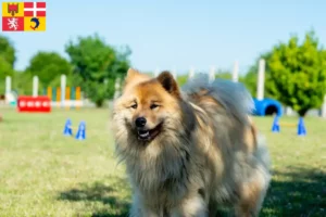 Lire la suite à propos de l’article Éleveurs d’Eurasiers et chiots en Auvergne-Rhône-Alpes