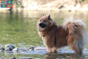 Lire la suite à propos de l’article Éleveurs d’Eurasiers et chiots en Bourgogne-Franche-Comté