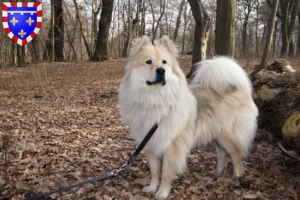 Lire la suite à propos de l’article Éleveurs d’Eurasiers et chiots en Centre-Val de Loire