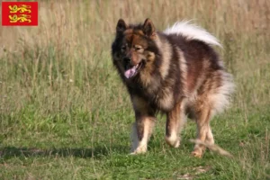 Lire la suite à propos de l’article Éleveurs d’Eurasiers et chiots en Normandie