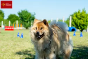 Lire la suite à propos de l’article Éleveurs d’Eurasiers et chiots en Occitanie