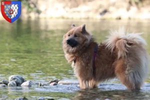 Lire la suite à propos de l’article Éleveurs d’Eurasiers et chiots en Pays de la Loire