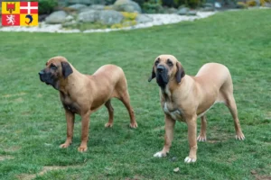 Lire la suite à propos de l’article Éleveurs de Fila Brasileiro et chiots en Auvergne-Rhône-Alpes