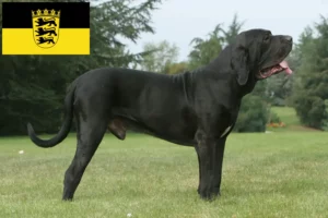 Lire la suite à propos de l’article Éleveurs de Fila Brasileiro et chiots en Baden-Württemberg