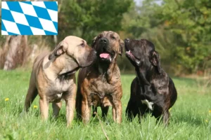 Lire la suite à propos de l’article Éleveurs de Fila Brasileiro et chiots en Bavière