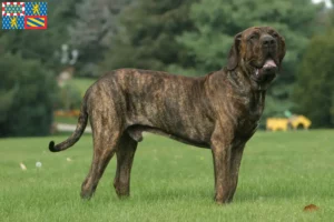 Lire la suite à propos de l’article Éleveurs de Fila Brasileiro et chiots en Bourgogne-Franche-Comté