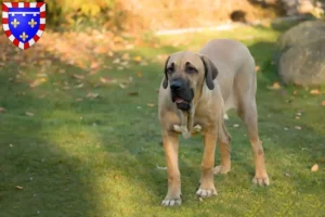 Lire la suite à propos de l’article Éleveurs de Fila Brasileiro et chiots en Centre-Val de Loire