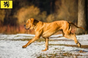 Lire la suite à propos de l’article Éleveurs de Fila Brasileiro et chiots en Flandre