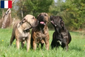 Lire la suite à propos de l’article Éleveurs de Fila Brasileiro et chiots en Guadeloupe