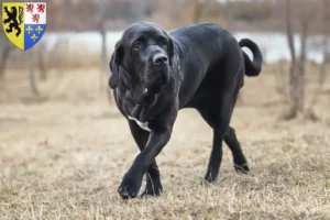 Lire la suite à propos de l’article Éleveurs de Fila Brasileiro et chiots en Hauts-de-France