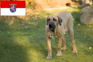 Lire la suite à propos de l’article Éleveurs de Fila Brasileiro et chiots en Hesse