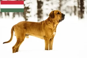 Lire la suite à propos de l’article Éleveurs de Fila Brasileiro et chiots en Hongrie