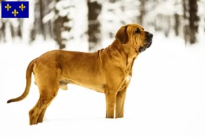 Lire la suite à propos de l’article Éleveurs de Fila Brasileiro et chiots en Île-de-France