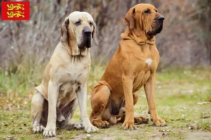 Lire la suite à propos de l’article Éleveurs de Fila Brasileiro et chiots en Normandie