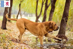 Lire la suite à propos de l’article Éleveurs de Fila Brasileiro et chiots en Nouvelle-Aquitaine