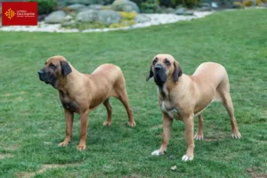 Lire la suite à propos de l’article Éleveurs de Fila Brasileiro et chiots en Occitanie