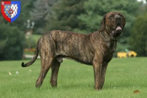 Lire la suite à propos de l’article Éleveurs de Fila Brasileiro et chiots en Pays de la Loire