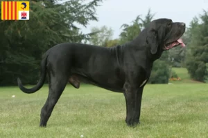 Lire la suite à propos de l’article Éleveurs de Fila Brasileiro et chiots en Provence-Alpes-Côte d’Azur