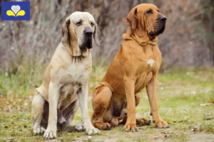 Lire la suite à propos de l’article Éleveurs de Fila Brasileiro et chiots en Région de Bruxelles-Capitale