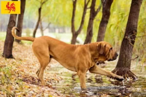 Lire la suite à propos de l’article Éleveurs de Fila Brasileiro et chiots en Région wallonne