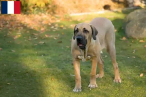 Lire la suite à propos de l’article Éleveurs de Fila Brasileiro et chiots à la Réunion