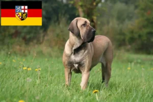 Lire la suite à propos de l’article Éleveurs de Fila Brasileiro et chiots en Sarre