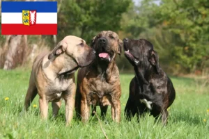 Lire la suite à propos de l’article Éleveurs de Fila Brasileiro et chiots dans le Schleswig-Holstein