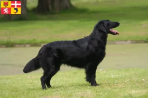 Lire la suite à propos de l’article Éleveurs de Flat Coated Retrievers et chiots en Auvergne-Rhône-Alpes