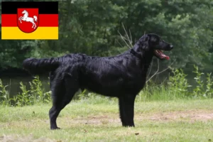 Lire la suite à propos de l’article Éleveurs de Flat Coated Retrievers et chiots en Basse-Saxe