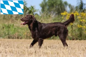 Lire la suite à propos de l’article Éleveurs de Flat Coated Retrievers et chiots en Bavière