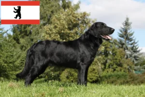 Lire la suite à propos de l’article Éleveurs de Flat Coated Retrievers et chiots à Berlin