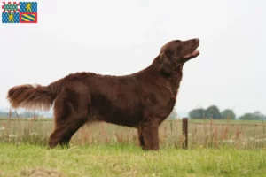 Lire la suite à propos de l’article Éleveurs de Flat Coated Retrievers et chiots en Bourgogne-Franche-Comté